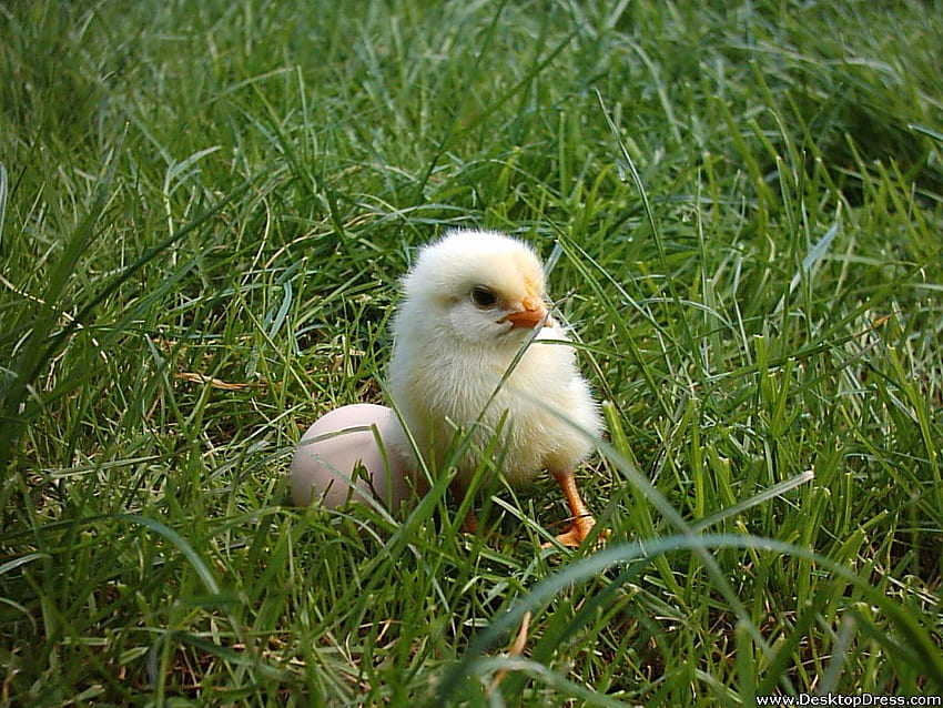 Animals Background Egg and Baby Chicken HD wallpaper