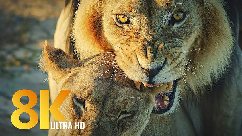 Wildlife of Kgalagadi Transfrontier Park, South Africa - Part - YouTube HD wallpaper
