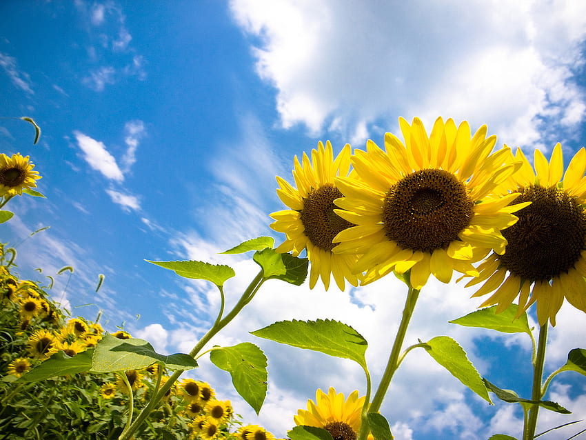 Sunflowers, blue, yellow, clouds, nature, flowers, sunflower HD wallpaper