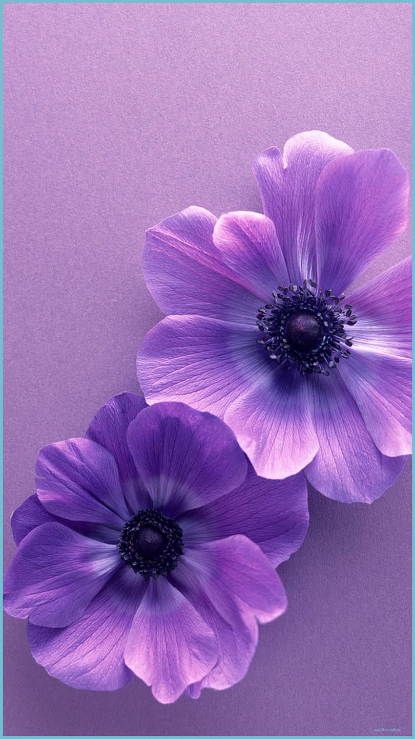 Purple Flower For iPhone 8D Bunga Ungu - 보라색 꽃, 미적 보라색 장미 HD 전화 배경 화면