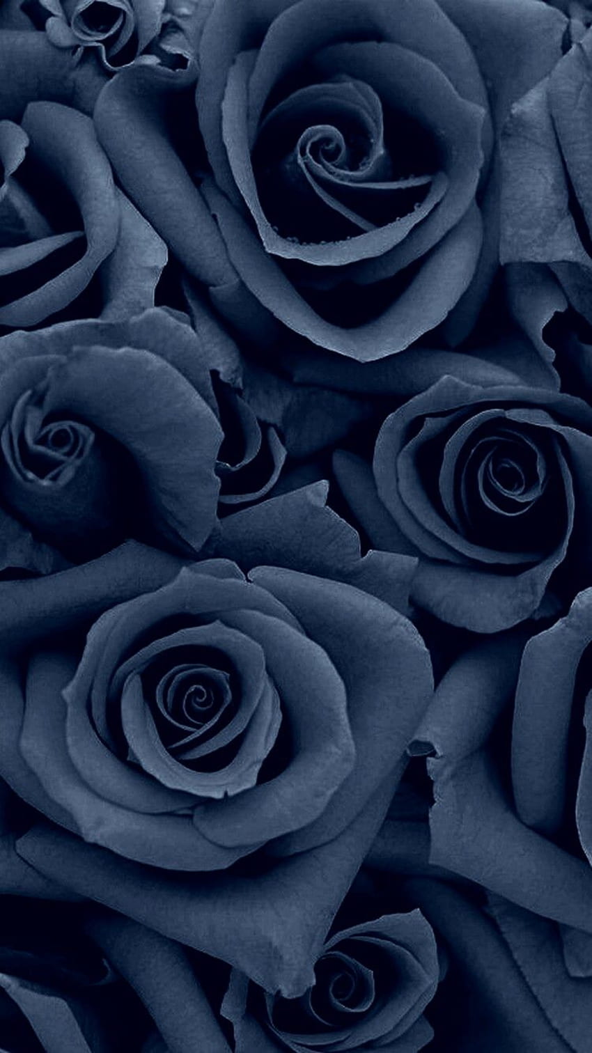 Denim couleur Rose. Rose , Fleur téléphone , Floral, Noir et Bleu Floral Fond d'écran de téléphone HD