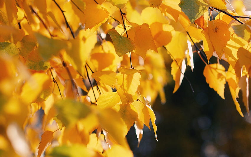 ธรรมชาติ ฤดูใบไม้ร่วง ใบไม้ ไม้เรียว ตุลาคม วอลล์เปเปอร์ HD