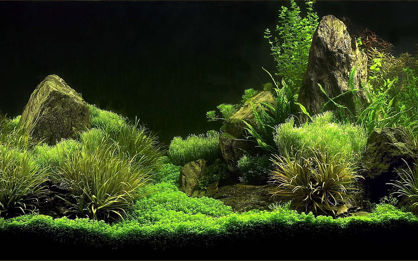 Fond d'aquarium 3D. Source Fond d'écran HD