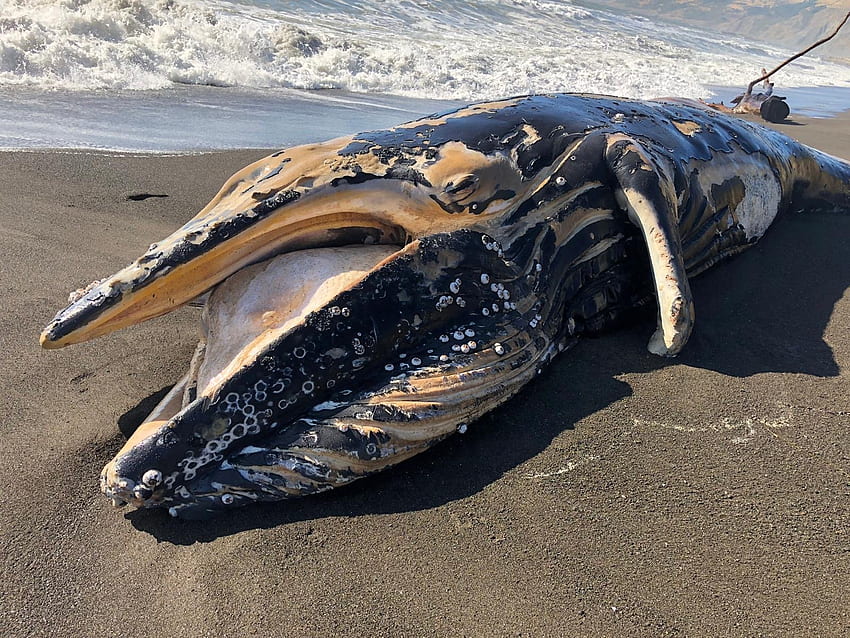 Dead Humpback Whale Calf in Humboldt County – Redheaded Blackbelt HD wallpaper