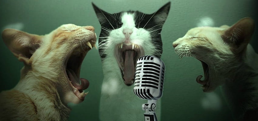 Karaoké, pisica, créatif, fantastique, chat, drôle, trio, microphone Fond d'écran HD