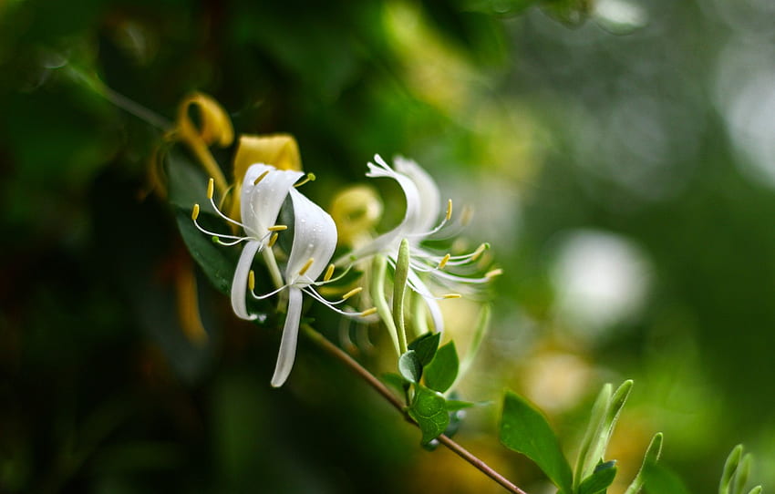 Blumen, Bokeh, Zitronengras für , Abschnitt цветы - HD-Hintergrundbild