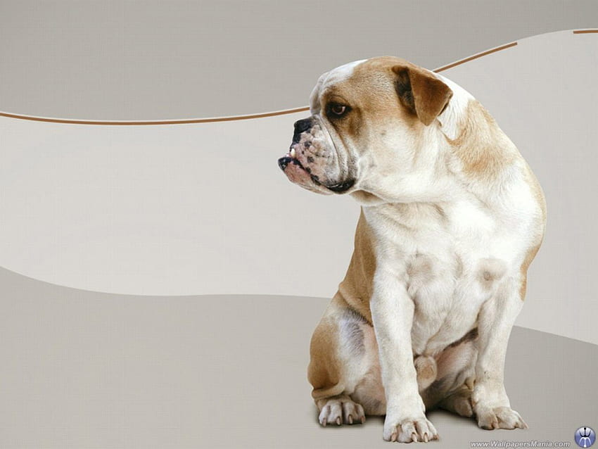 Bulldog, anjing Wallpaper HD