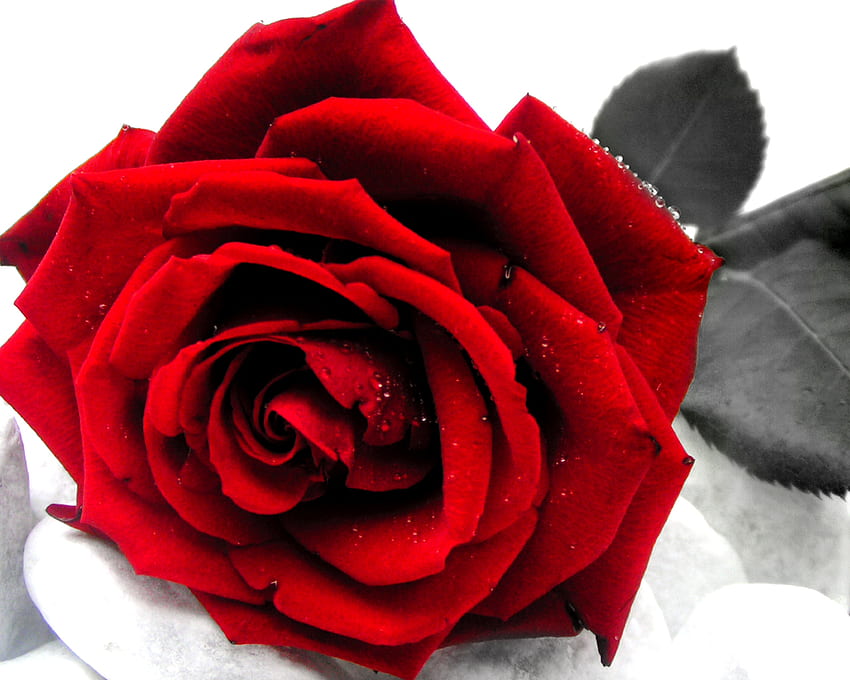 赤い赤いバラ、バラ、花、バラ、赤 高画質の壁紙