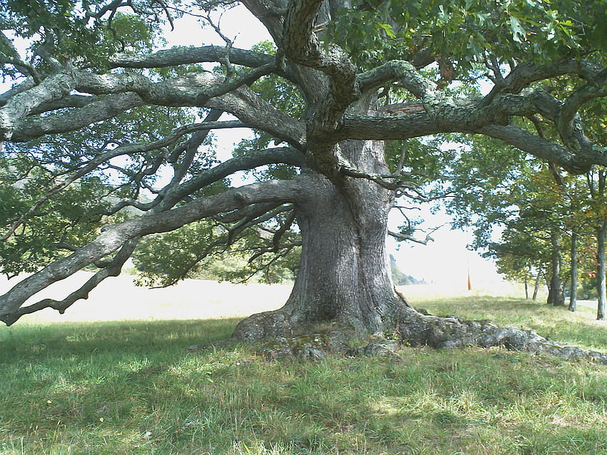 The Mighty Oak, big, oak, tree, beautiful and mighty HD wallpaper