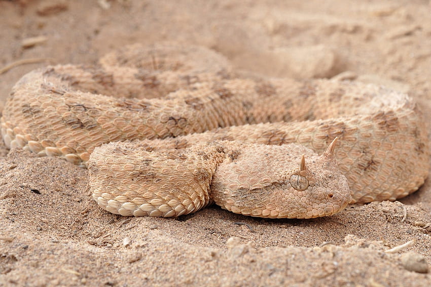 Saharan Horned Viper, wąż, zwierzę, Cerastes cerastes, kamuflaż, żmija, gad, jadowity, niebezpieczny Tapeta HD