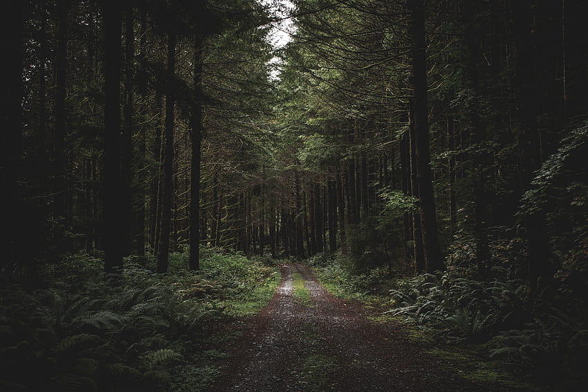 Черен път, пътека, дървета, гора, зеленина HD тапет