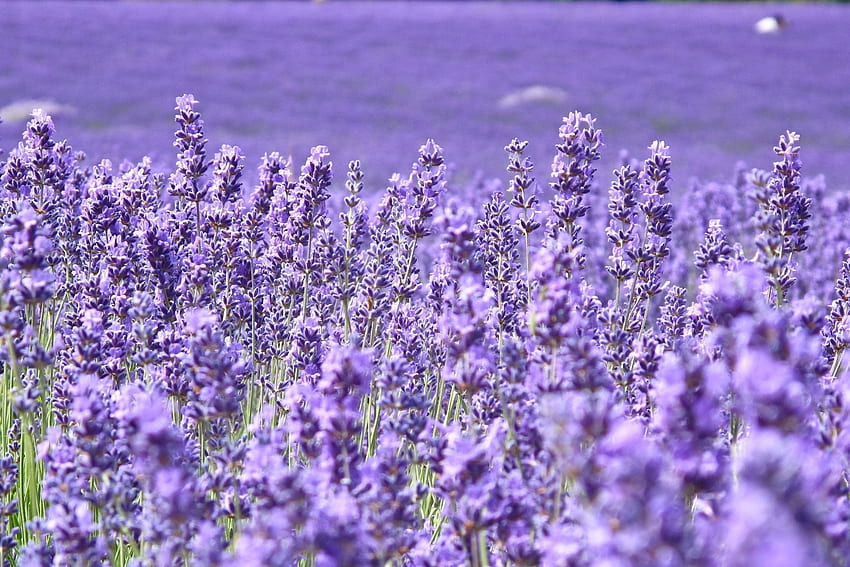bunga bunga lavender ungu bidang latar belakang kabur layar lebar layar penuh layar lebar Wallpaper HD