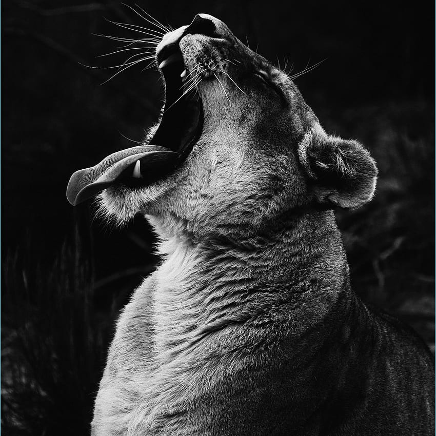 Çığlık atan aslan Aslan grafisi, Siyah beyaz manzara - siyah beyaz hayvan HD telefon duvar kağıdı