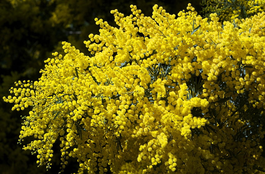Flowers, Bush, Bright, Fluffy, Branches, Spring, Mimosa HD wallpaper