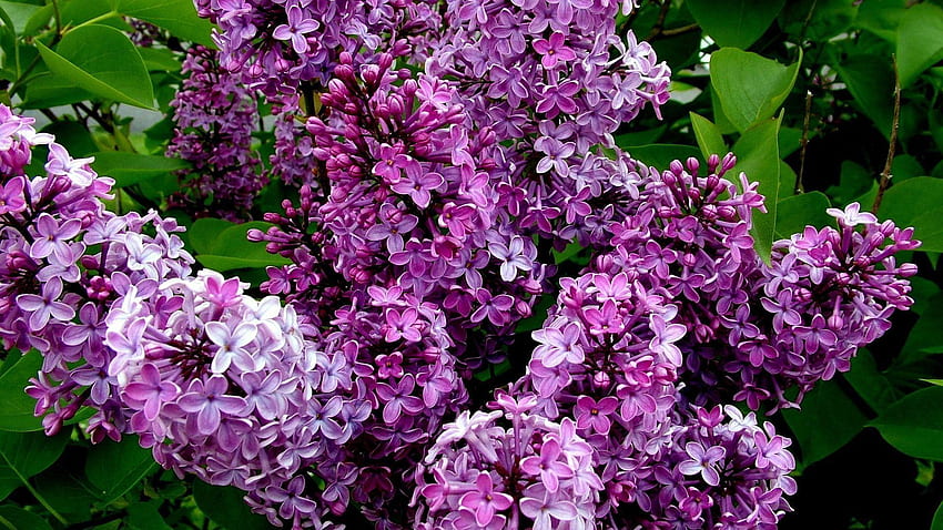 Lilac, Flower Bush HD wallpaper