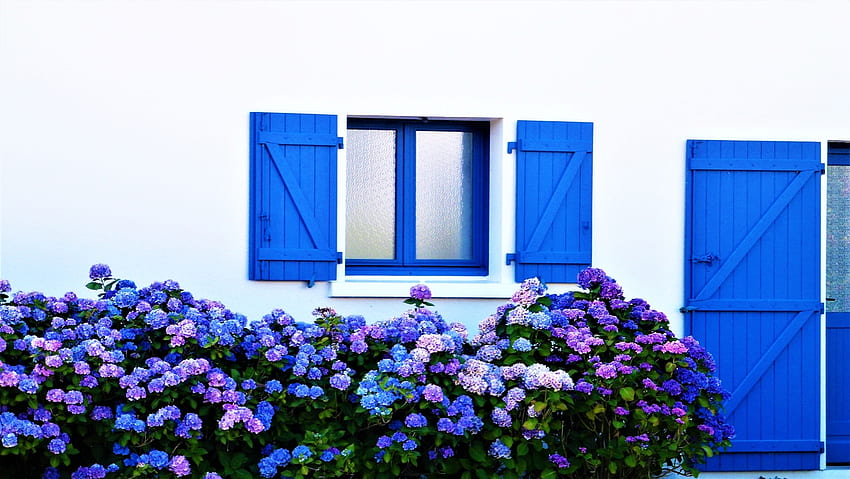 Лятна хортензия, синьо, лято, лилаво, прозорец, цвете, природа HD тапет