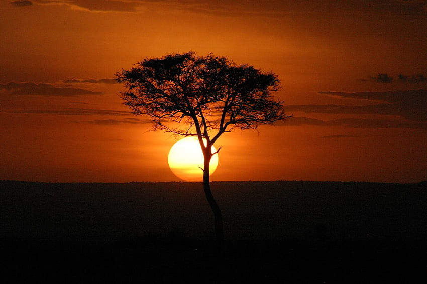 of Masai mara, sunset, kenya, africa, acacia - from, Maasai Mara HD wallpaper