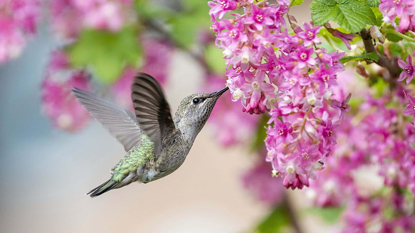 El pequeño colibrí está flotando cerca de la rama del árbol de flores rosadas en las aves de borroso fondo de pantalla