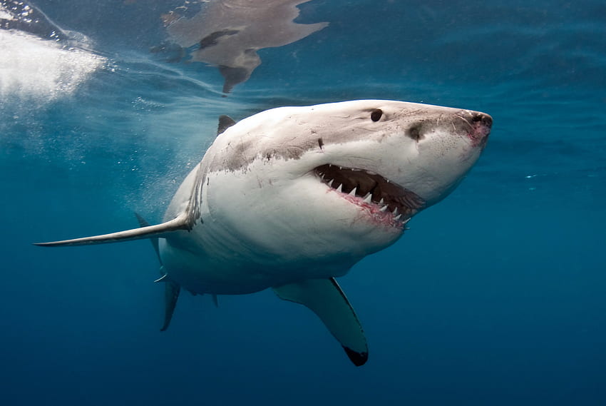 Great White Shark and Background , Shark HD wallpaper