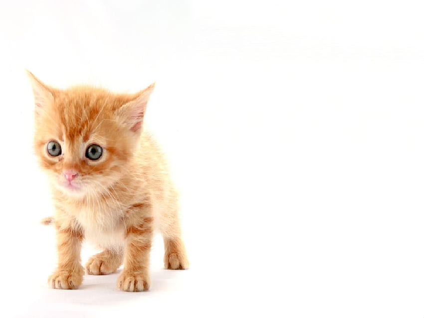 귀여운, 귀여운, 고양이, 애완 동물 HD 월페이퍼