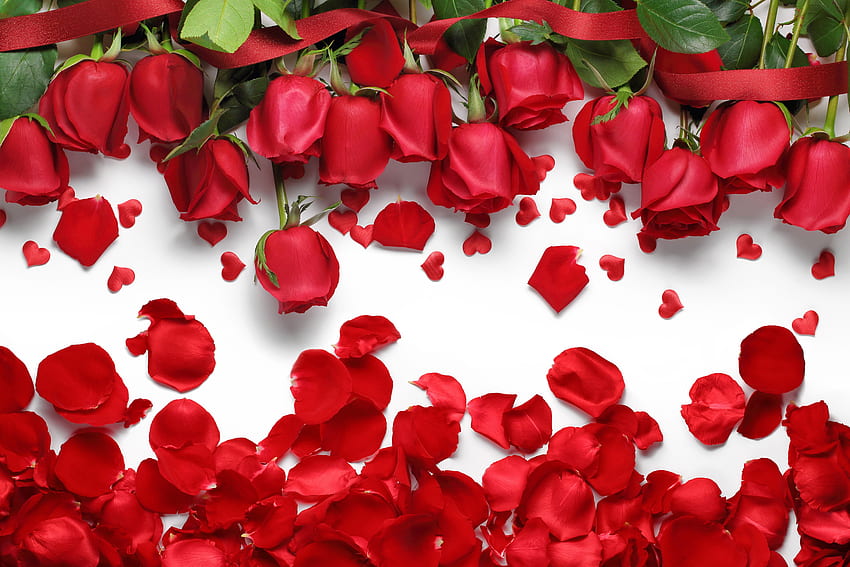 Background Red Flowers, Maroon Flower HD wallpaper
