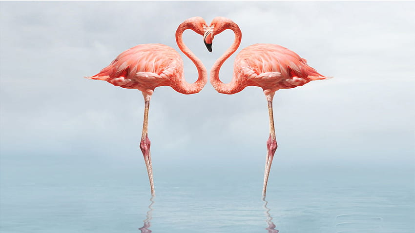 Flamingo Full HD wallpaper