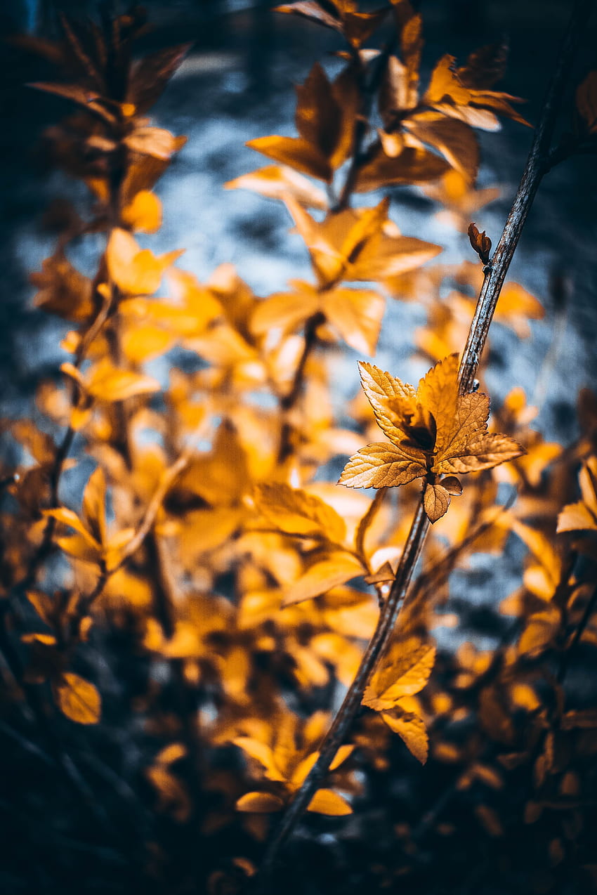 Blätter, Pflanze, Makro, Unschärfe, glatt, Zweige HD-Handy-Hintergrundbild