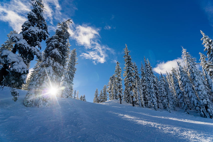 Inverno, Natura, Alberi, Neve, Sole Sfondo HD