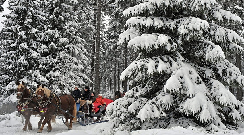 horse drawn carriages in german winter forest, winter, horses, riders, carriages, forest HD wallpaper