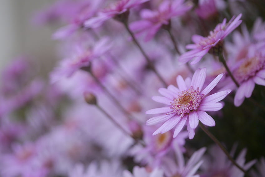 Blumen, Makro, Blütenblätter, Unschärfe, glatt HD-Hintergrundbild
