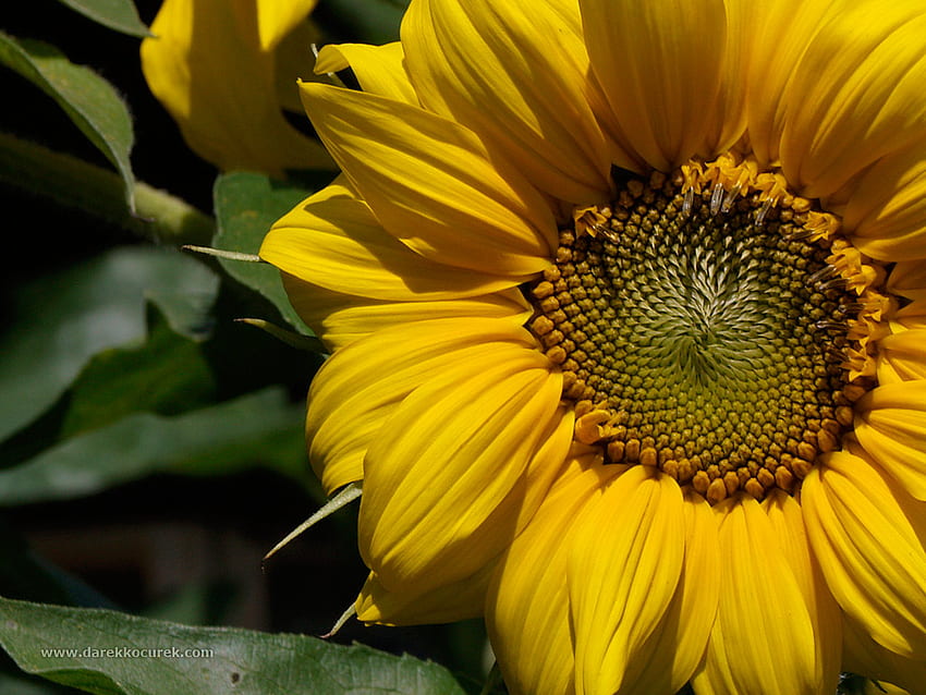 SunShine, słońce, światło, żółty, ciepły, słonecznik Tapeta HD