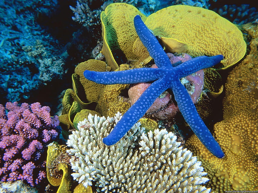 Tło zwierząt Blue Linckia Sea Star, Wielka Rafa Koralowa, Australia Tapeta HD