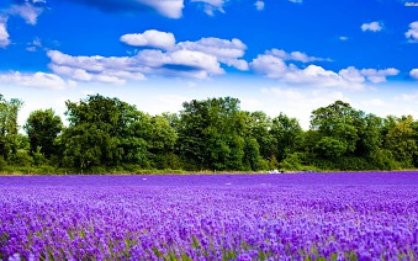 Lavender Field, fragrância, roxa, luz do dia, dia, campo, flor, verde, lavanda, nuvens, árvores, natureza, céu, perfumado papel de parede HD