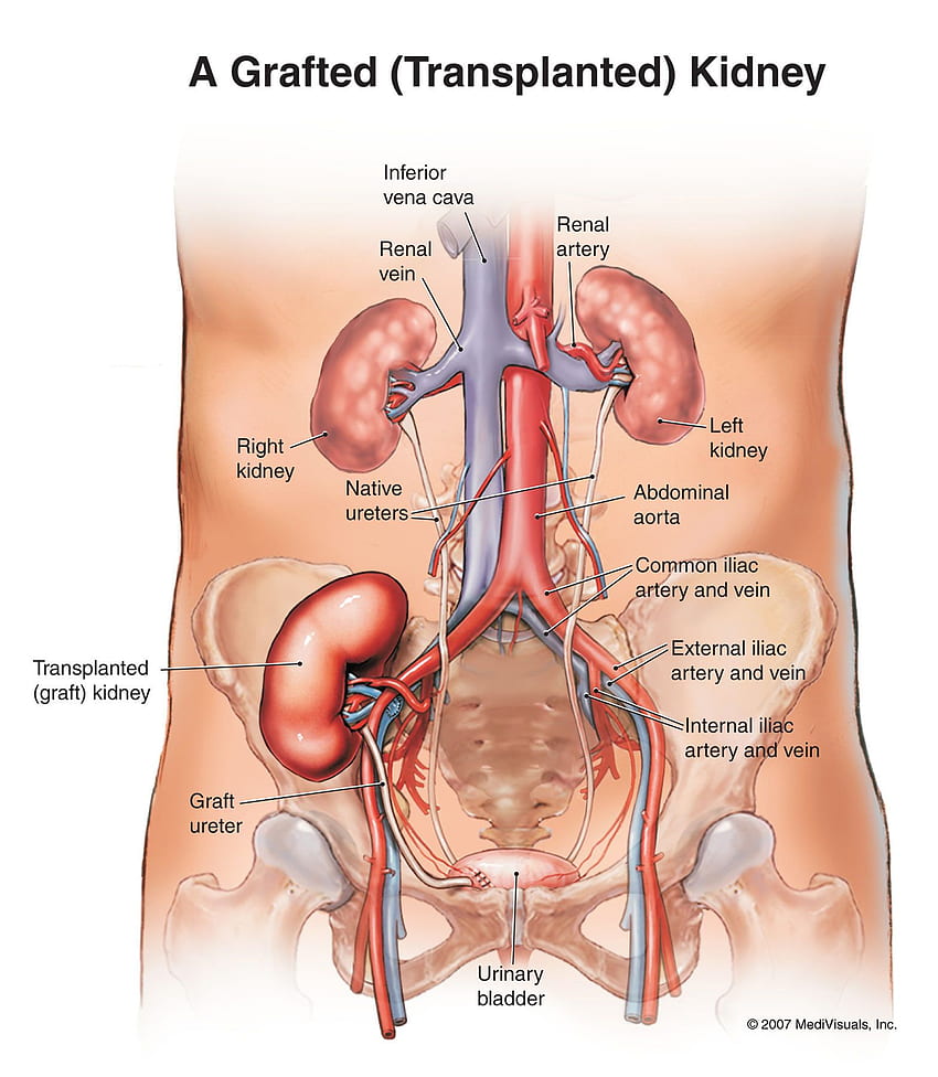 Dari Anatomi Manusia fo. Organ Tubuh Manusia, Organ Anatomi, Anatomi Manusia, Ginjal wallpaper ponsel HD