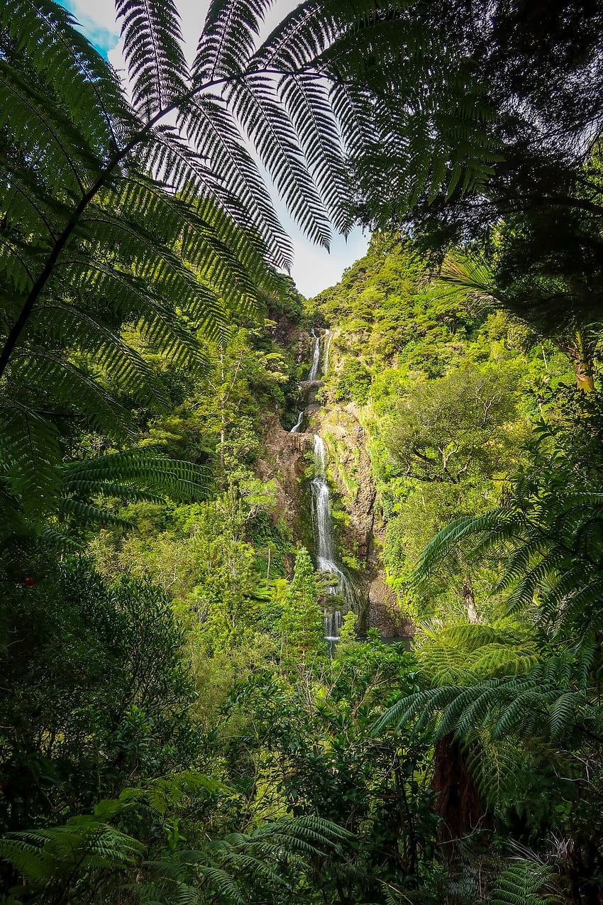 Nature, Trees, Bush, Waterfall, Tropics, Jungle HD phone wallpaper