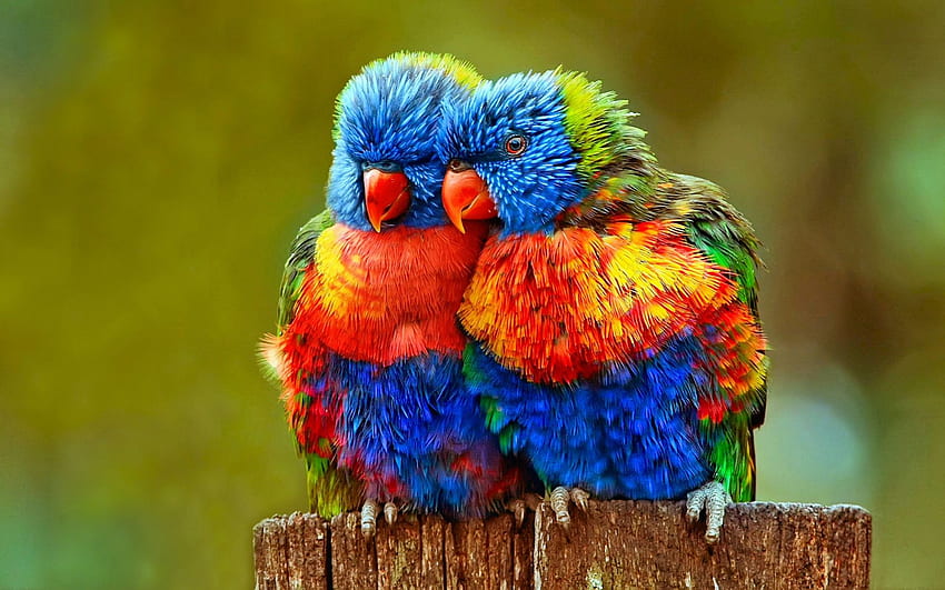 Netter Vogel mit den schönsten Farben. Schönste Vögel, schöne Vögel, süße Vögel, süße Papageien HD-Hintergrundbild