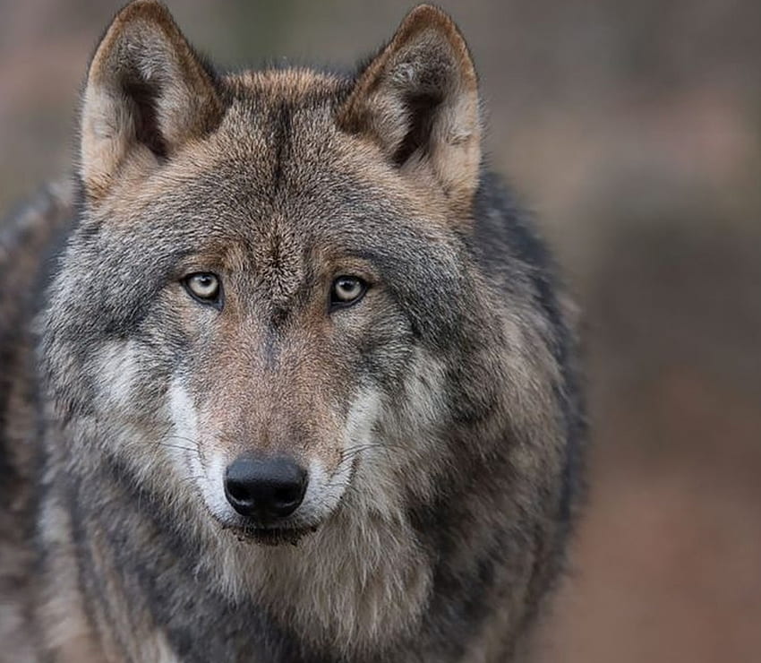 Wolf, Augen, Wild, Tiere HD-Hintergrundbild