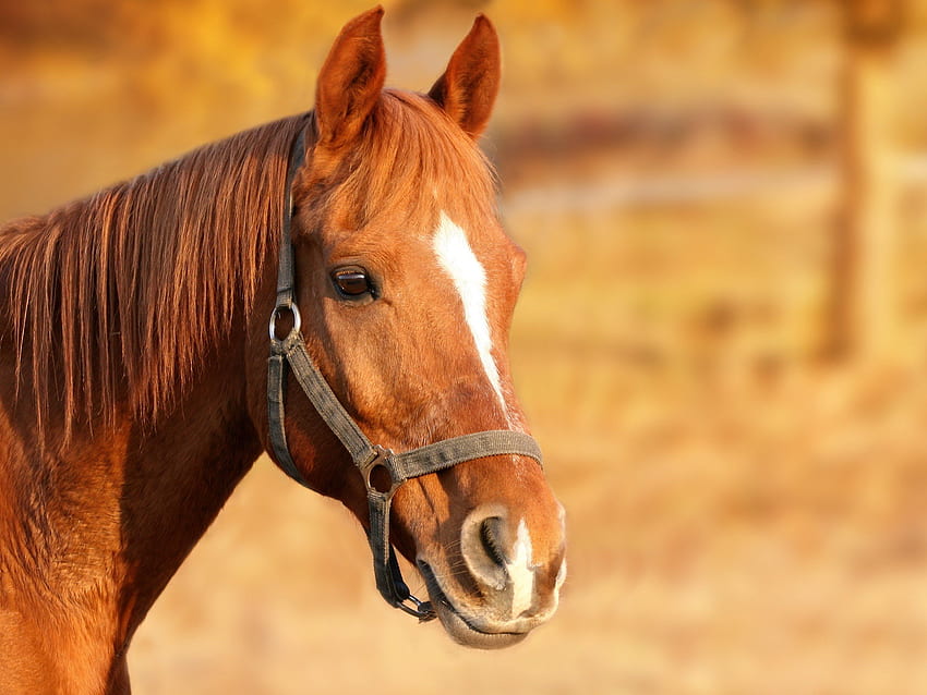 horse HD wallpaper
