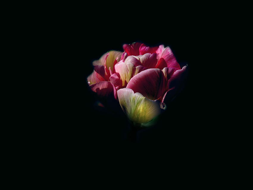 Tulipa, tulip, pink, yellow, flower, red, dark HD wallpaper