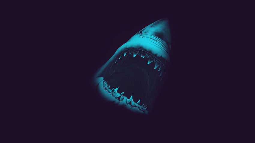 grande tubarão branco e fundo papel de parede HD