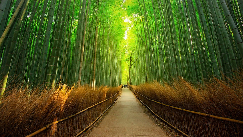 Pfad im Bambuswald in Arashiyama, Kyoto, Japan. Windows 10 HD-Hintergrundbild