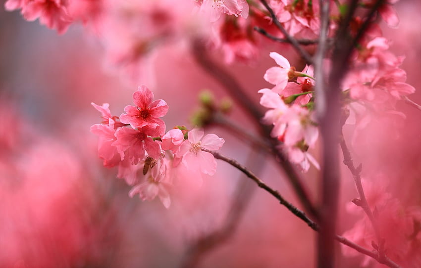 kwiaty, gałęzie, wiśnia, tło, wiosna, Sakura, różowy, kwiaty, rozkwit, aromat, wiosna dla , sekcja цветы - , Aromatyczny Tapeta HD