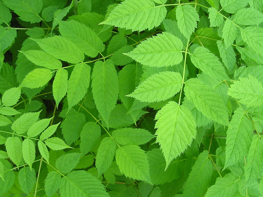 พืชสีเขียวพืช วอลล์เปเปอร์ HD