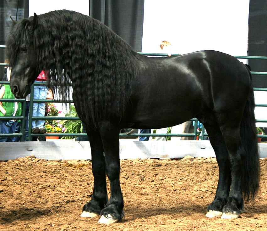 Friesian, horses, black, dutch, holland HD wallpaper