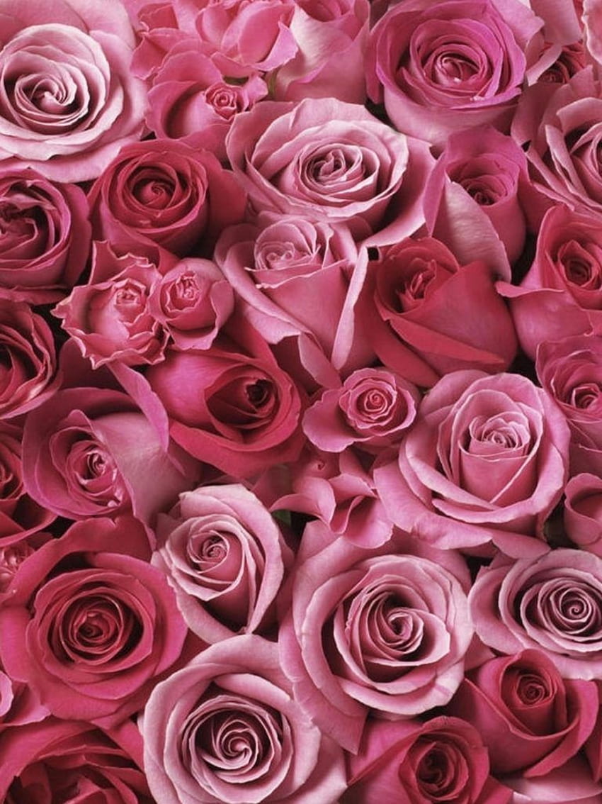 Pink Rose iPad pada tahun 2021. Bunga merah muda , Succulents , Bunga pansy wallpaper ponsel HD