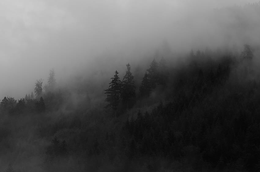 Nature, Trees, Smoke, Forest, Fog, Spruce, Fir HD wallpaper | Pxfuel
