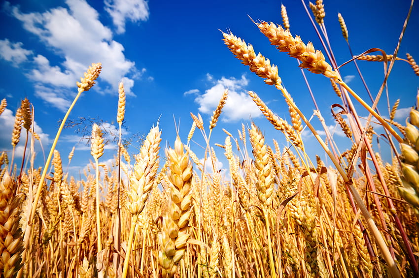 小麦、大地、HQ小麦。 2019年、小麦の収穫 高画質の壁紙