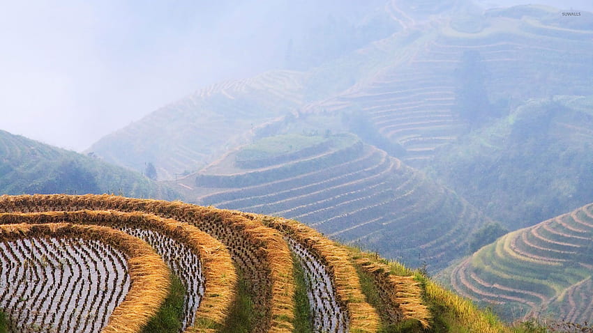 Rice fields - Nature HD wallpaper