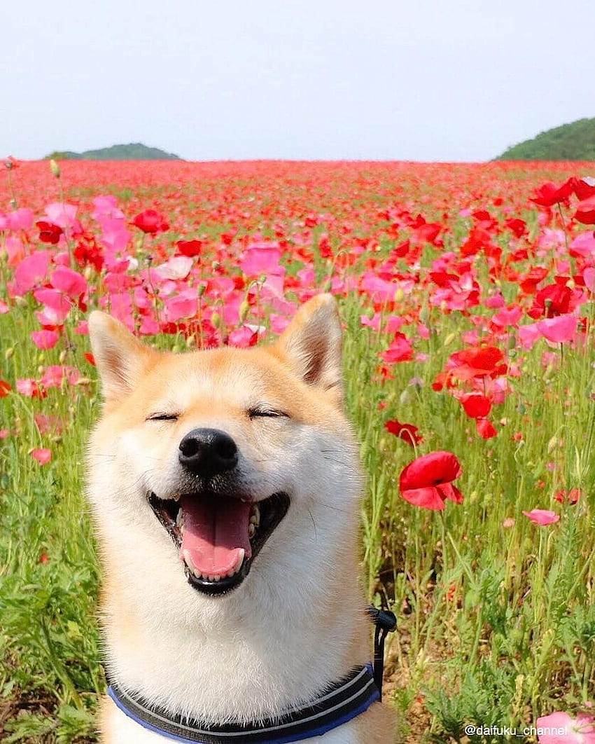happy shibe happiness cute dogs puppies shiba inu hachiko tulips sunflower background smile smiling p. Cute dog , Cute dogs, Cute animals HD phone wallpaper