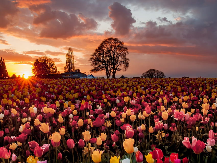 Tulipany Kwiaty Pole Drzewa Gospodarstwo Pomarańczowe Niebo ze wspaniałymi Czerwonymi Chmurami Tapeta HD